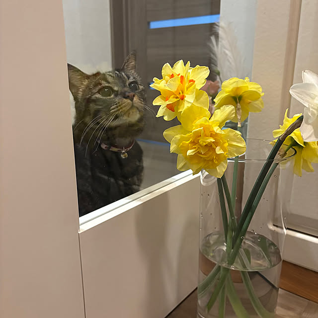 momocchiさんの実例写真