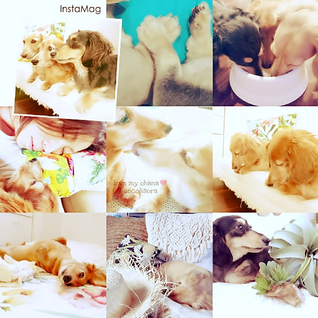 cocosorasakuさんの実例写真