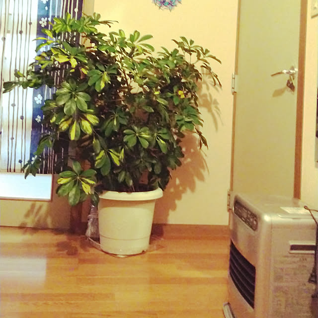 chiikokunさんの実例写真