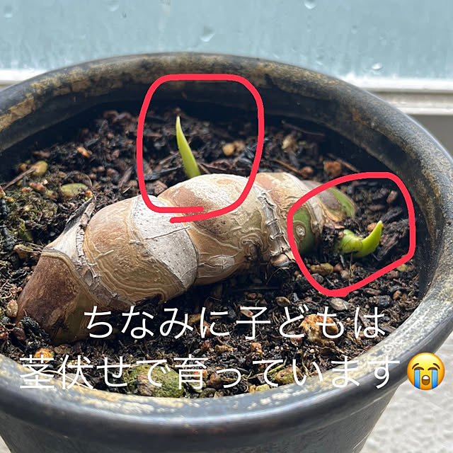 amさんの部屋