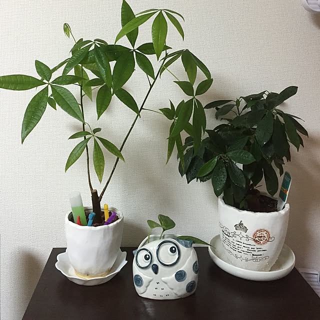 mintさんの実例写真
