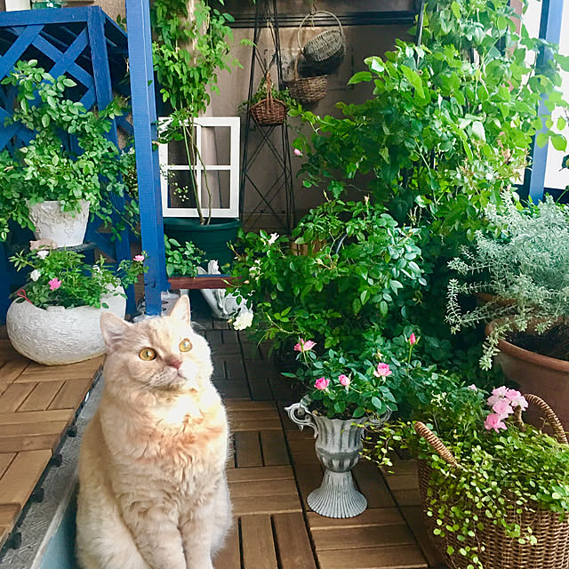 naokoさんの実例写真