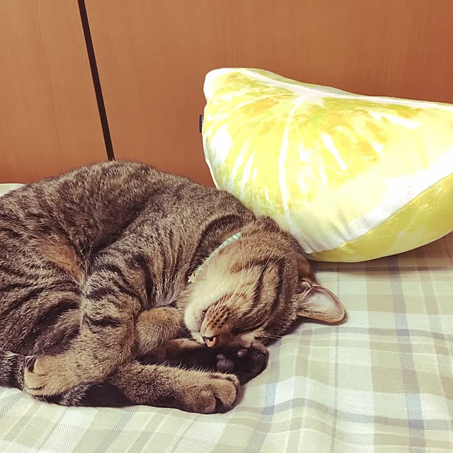 cocomaroさんの実例写真