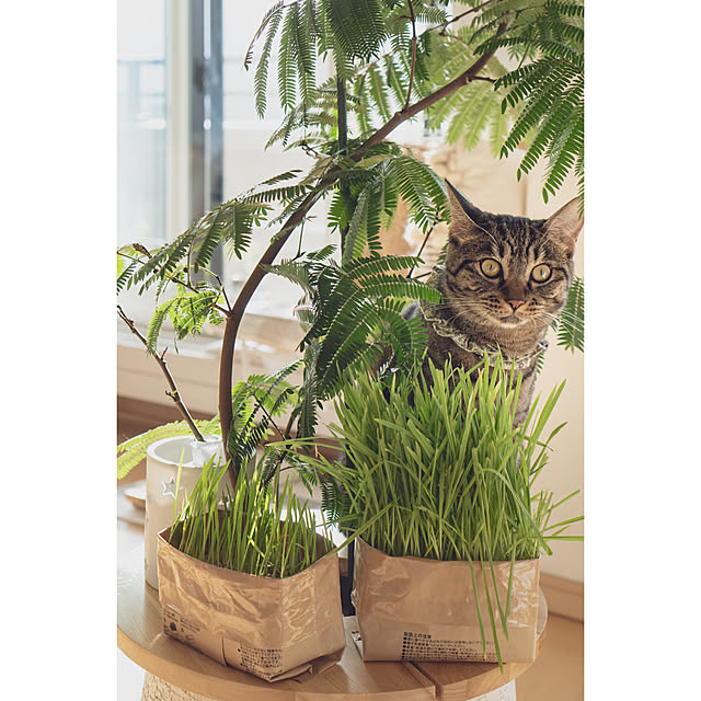 oliveさんの実例写真