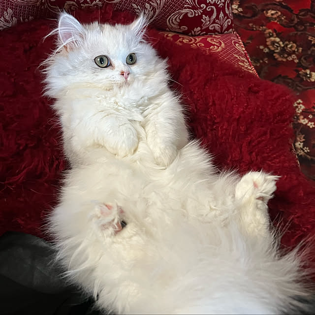 AYUKOさんの実例写真