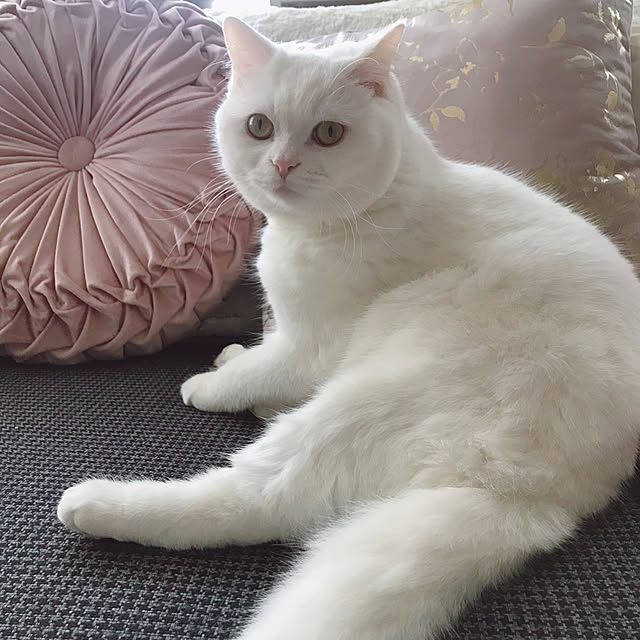 kotoriさんの実例写真