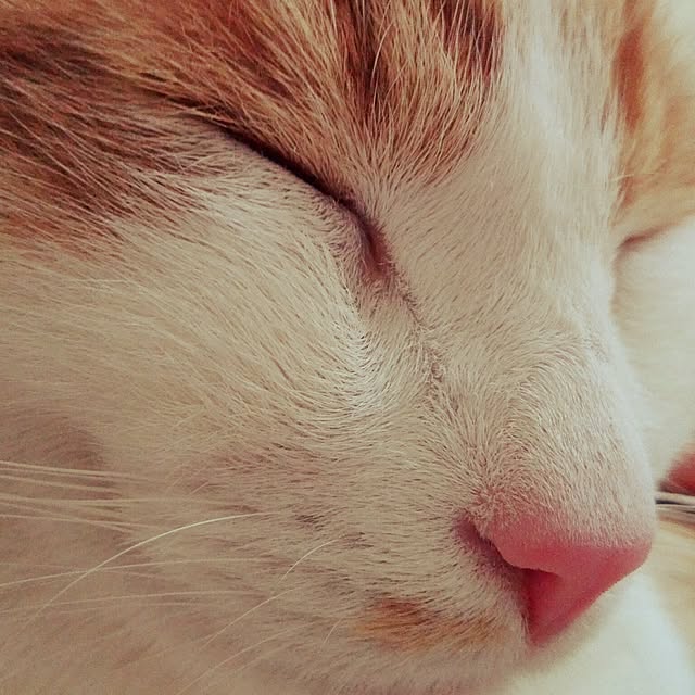 Toyomiさんの実例写真