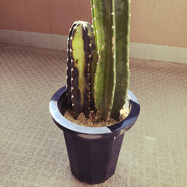 Yukiさんの実例写真