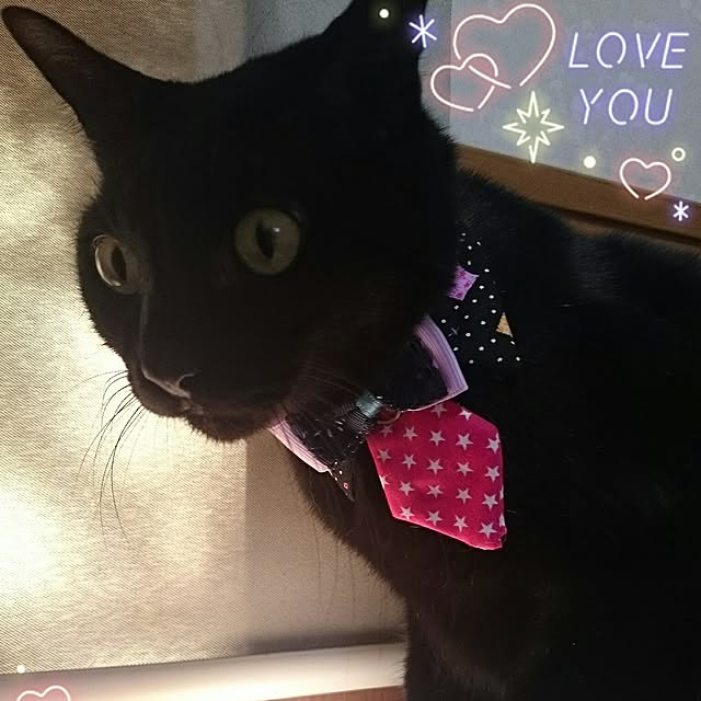 Ryoさんの実例写真