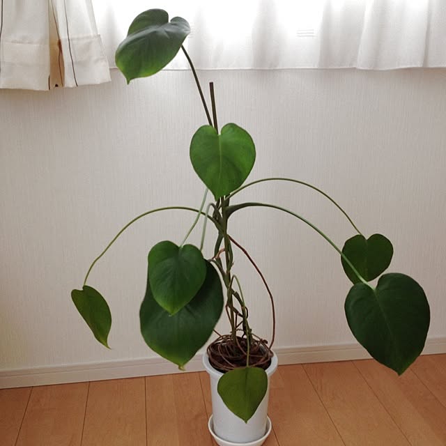 dicekbeetleさんの実例写真