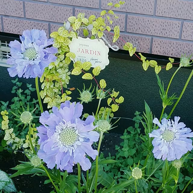 Minaharuさんの実例写真