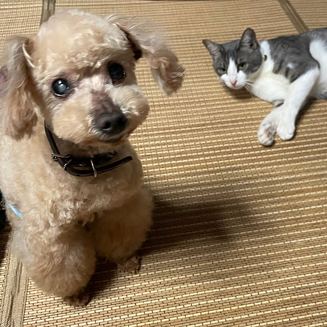 nekosamaさんの実例写真