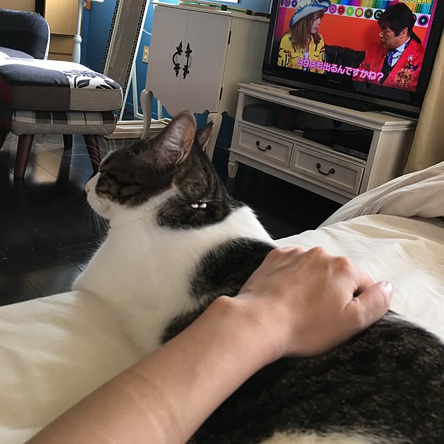 Shihoさんの実例写真