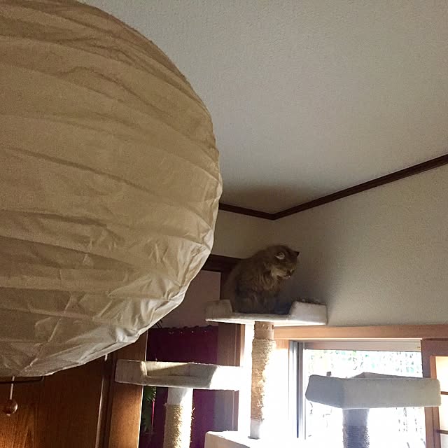 butachanさんの実例写真