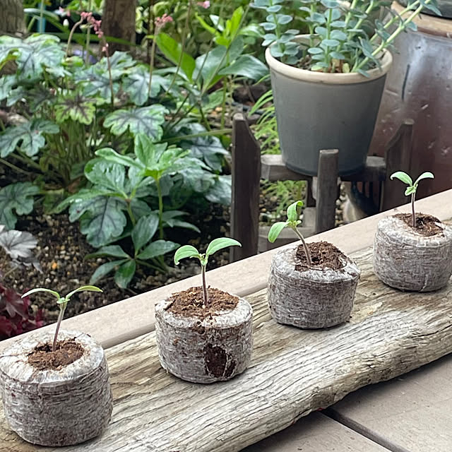 nobikoさんの部屋