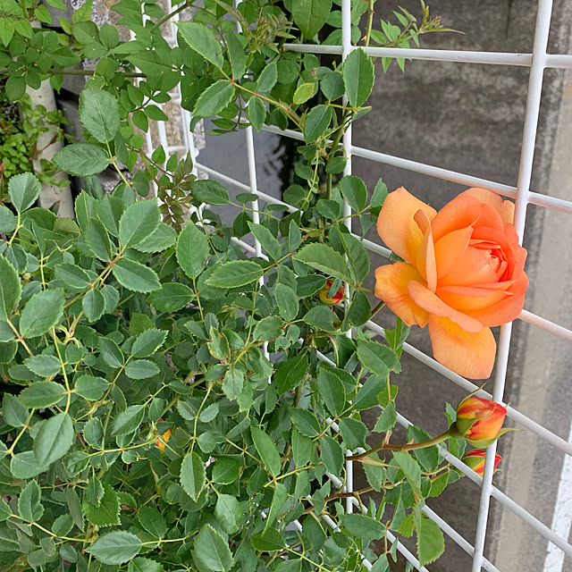 AYUKOさんの実例写真