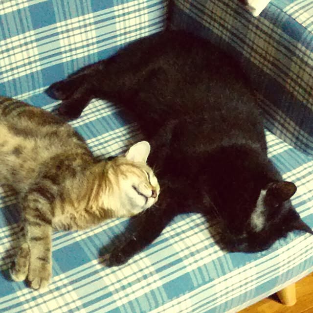 asuさんの実例写真