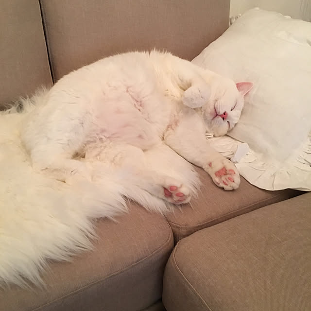 kaoさんの実例写真