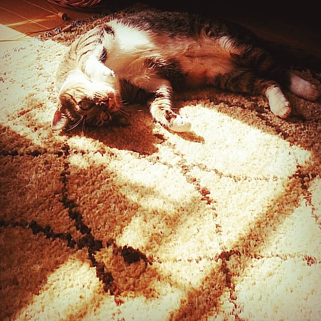 Lukiさんの実例写真