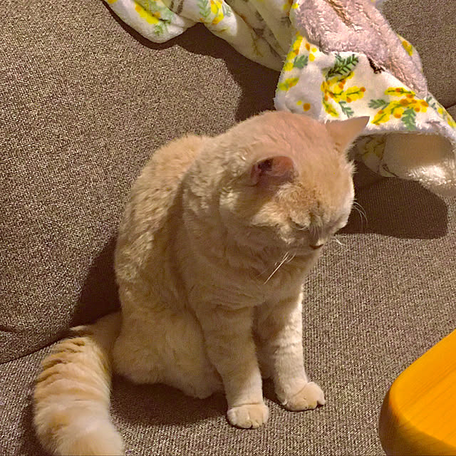 naokoさんの実例写真