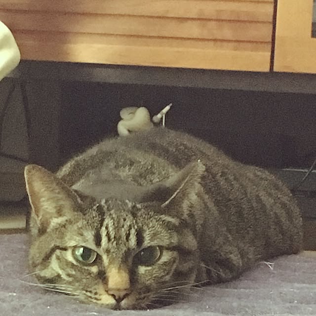 Tabasaさんの実例写真