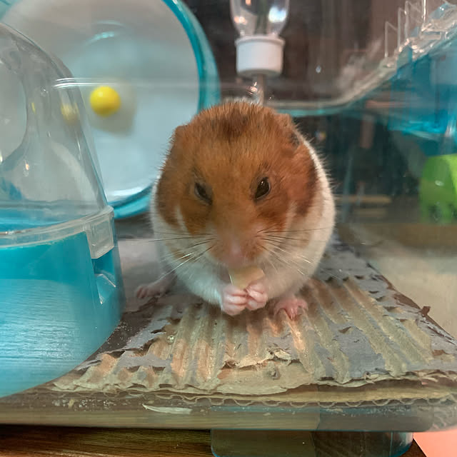 実例写真