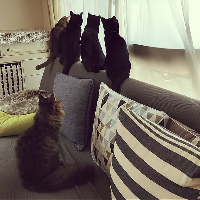 yuki0511さんの実例写真