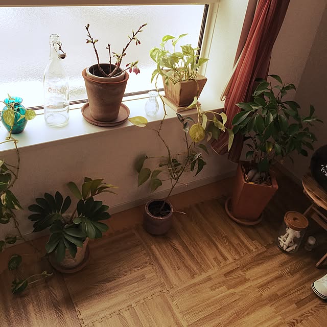 棚/観葉植物のインテリア実例 - 2017-04-18 09:13:33