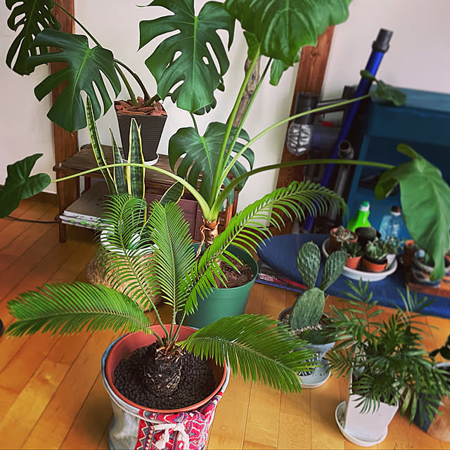 観葉植物/リビングのインテリア実例 - 2021-10-03 21:24:54