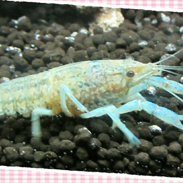 yuyuさんの実例写真