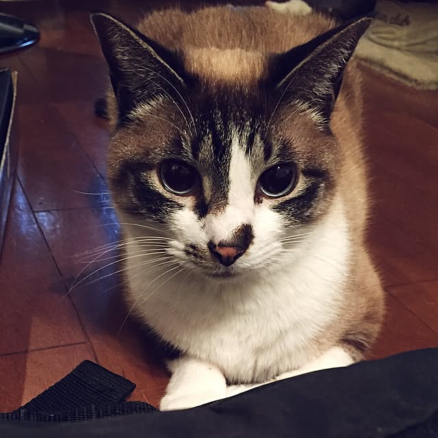 bowbowcoさんの実例写真