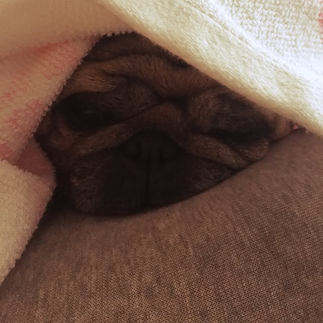 picoさんの実例写真