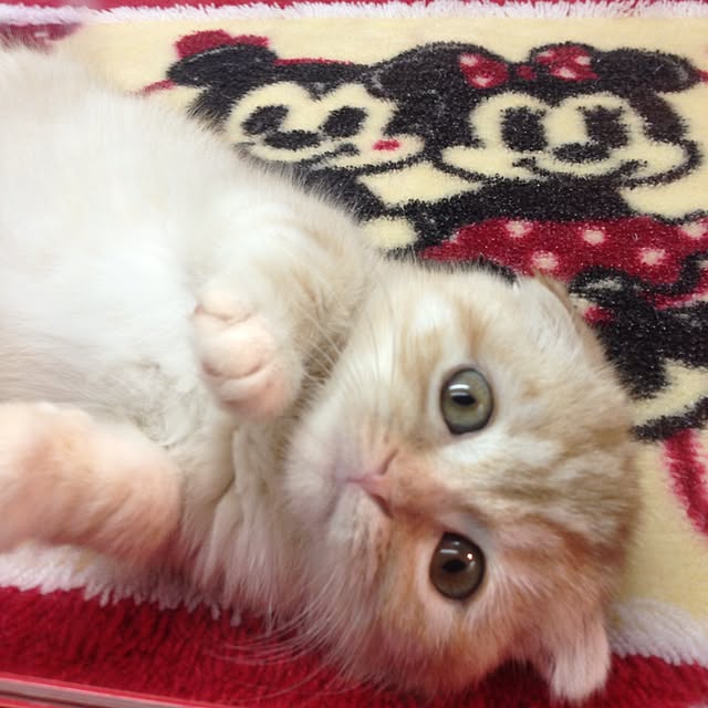 shujiさんの実例写真