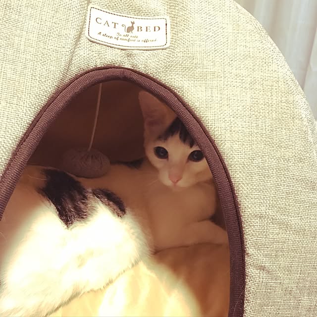 Chiekoさんの実例写真