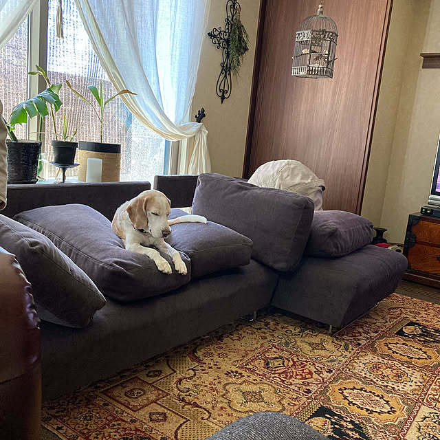 chouchouさんの実例写真