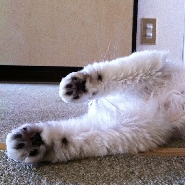 mowapowaさんの実例写真