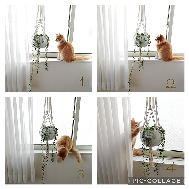 pinokoさんの実例写真