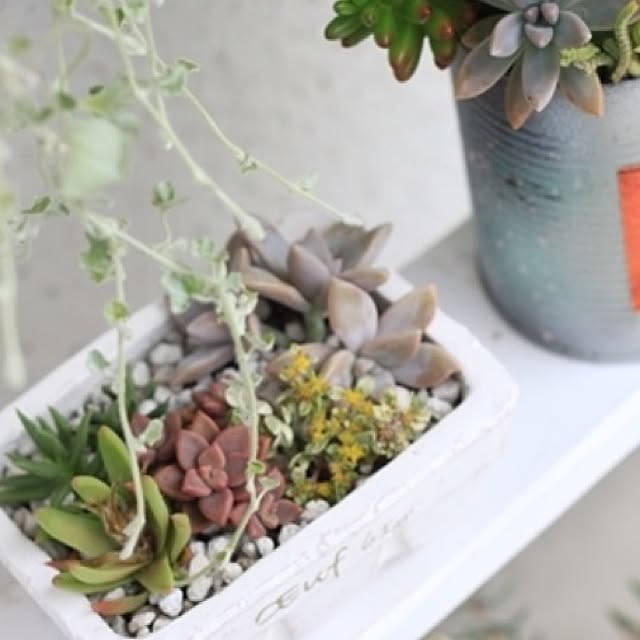 mekichinさんの実例写真