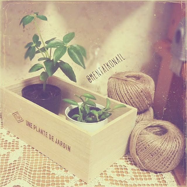 棚/アンティーク/植物/麻ひも/観葉植物...などのインテリア実例 - 2014-04-03 11:48:26