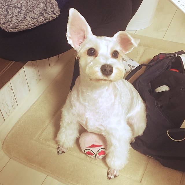 suzyさんの実例写真