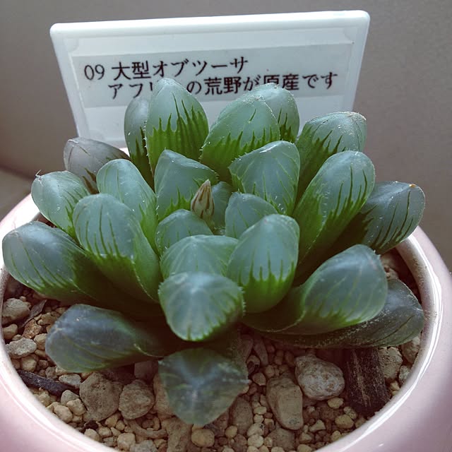 Yumiさんの実例写真