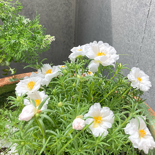 bonobono54さんの実例写真