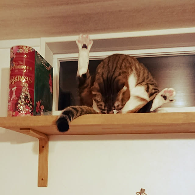 shiiiさんの実例写真