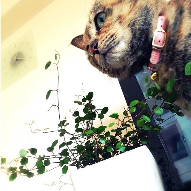 MOCAさんの実例写真