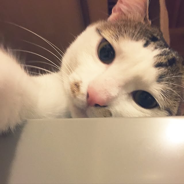 rarunemoさんの実例写真