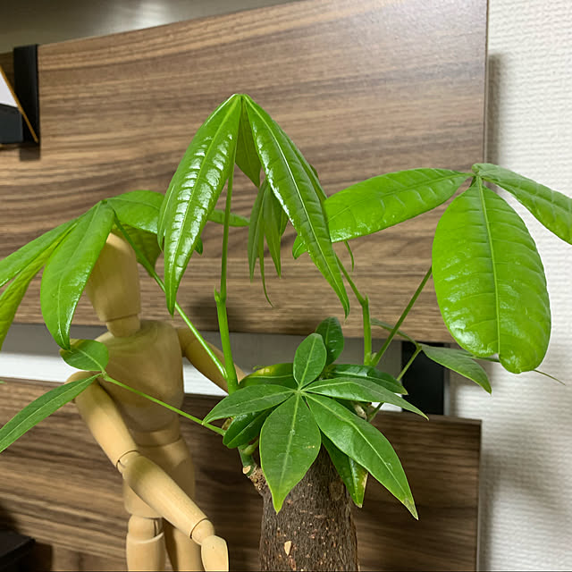 yuhanさんの実例写真