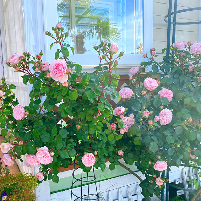 HappyRoseさんの部屋