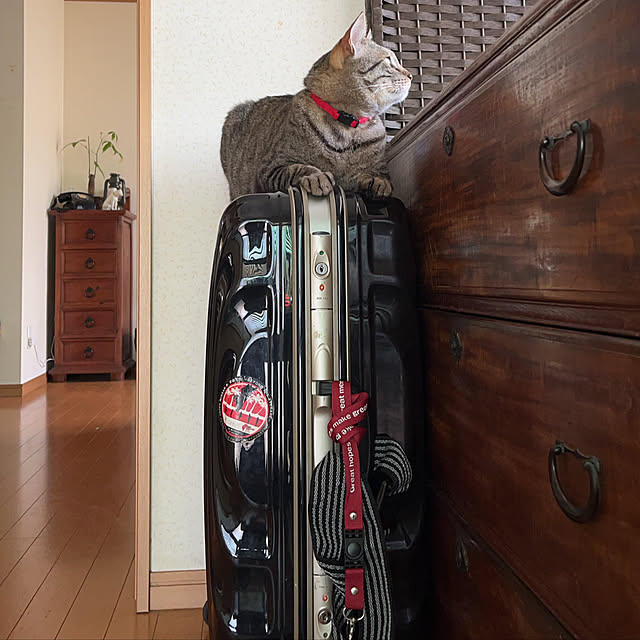 mikan161さんの実例写真
