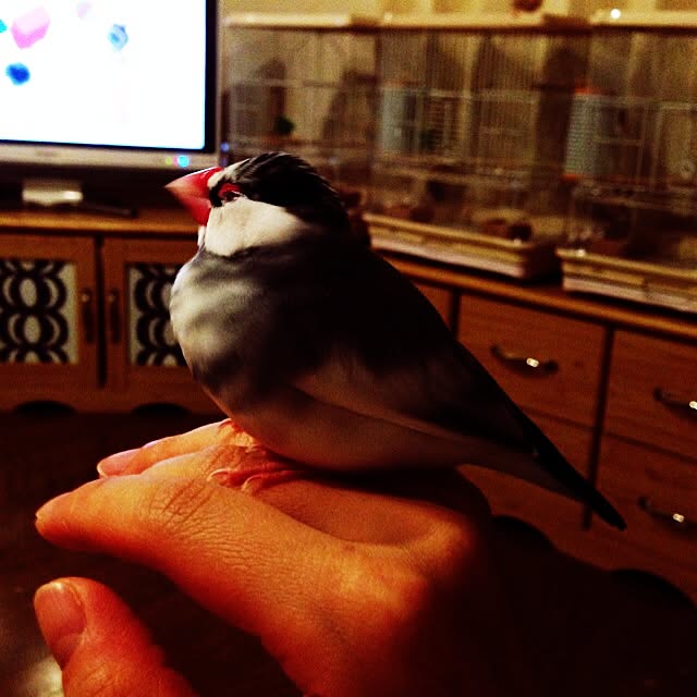 achuminさんの実例写真