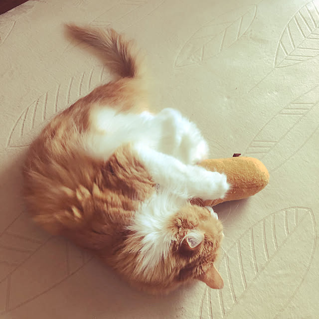 uchidaizuさんの実例写真